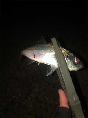 ちょい投げキス アジング