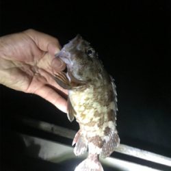 アジ不在アジング