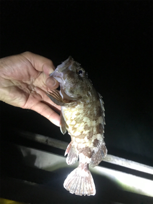 アジ不在アジング