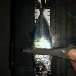 串本港で豆アジング入れ食い