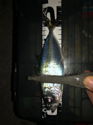 串本港で豆アジング入れ食い