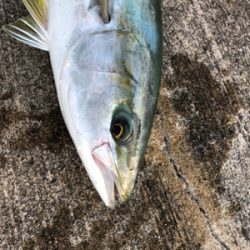 朝マヅメからメジロが釣れました