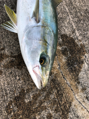 朝マヅメからメジロが釣れました
