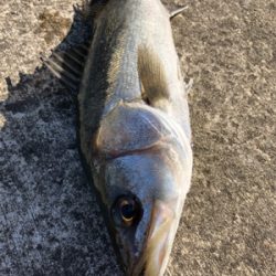 朝からグレが釣れました