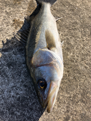 朝からグレが釣れました