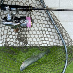 服部トラウト 3連休ド真ん中