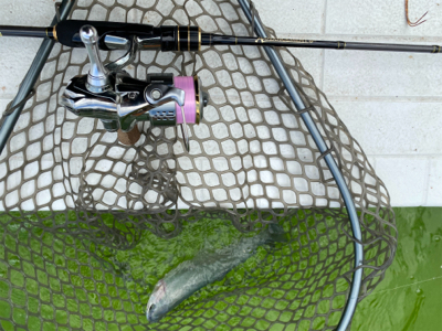 服部トラウト 3連休ド真ん中