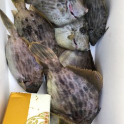 カワハギ釣り