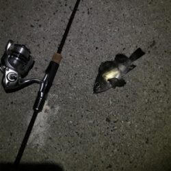 生口島ウキ釣り