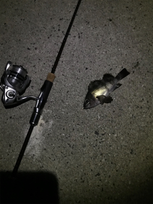 生口島ウキ釣り