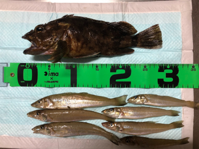 ショアジギ &エギング