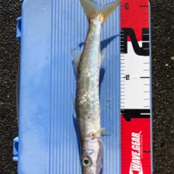 太刀魚、カマス