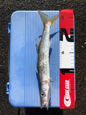 太刀魚、カマス