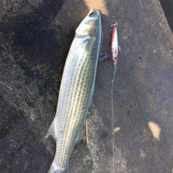 シーバス、青物探し