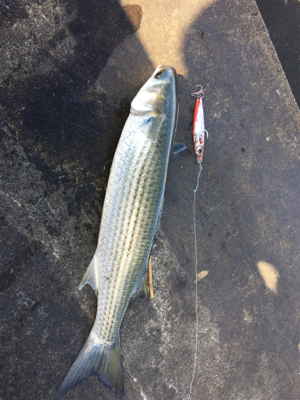 シーバス、青物探し