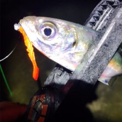 淡路島アジング