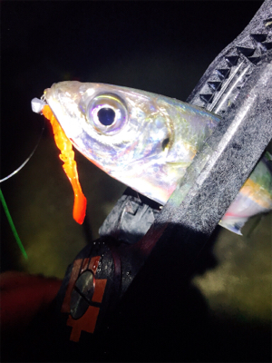 淡路島アジング