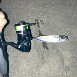 ようやくタチウオ