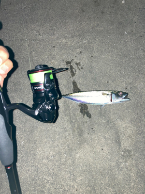 ようやくタチウオ