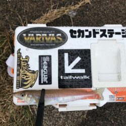 アジを求めて⑲