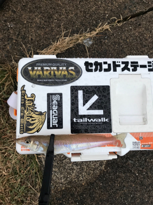 アジを求めて⑲