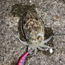 遠いところまで来た甲斐が…