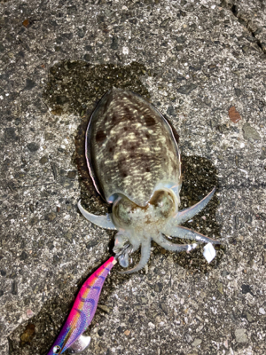 遠いところまで来た甲斐が…