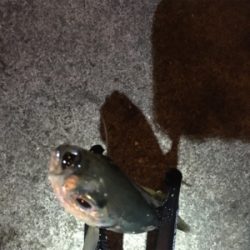 シャローフリーク