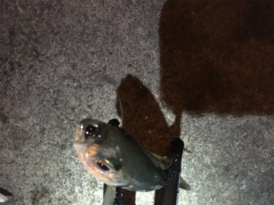 シャローフリーク