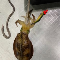 2週連続ティップラン