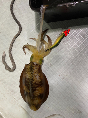 2週連続ティップラン