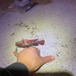 やっと食べれるサイズが釣れました