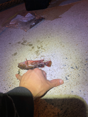 やっと食べれるサイズが釣れました