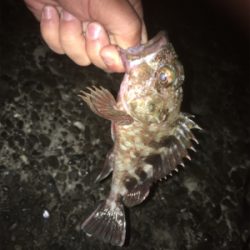 釈アジ釣れてる〜