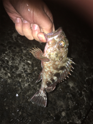 釈アジ釣れてる〜