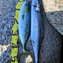 潮が動かず苦戦