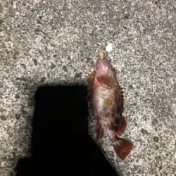 メジロとサゴシ ！