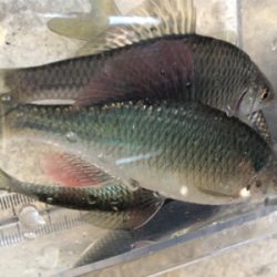 のんびりタナゴ釣り