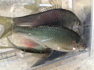 のんびりタナゴ釣り