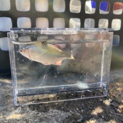 のんびりタナゴ釣り