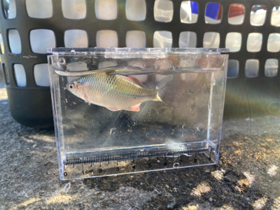 のんびりタナゴ釣り