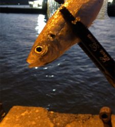 アジングモーニング