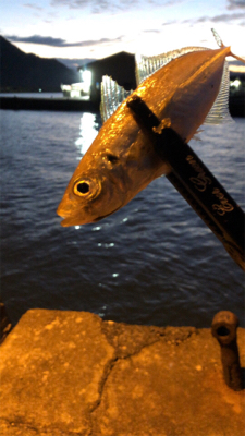 アジングモーニング