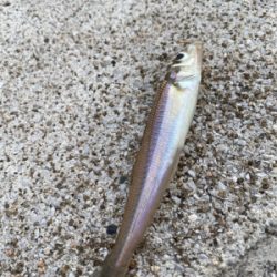 お手軽五目釣り‼︎