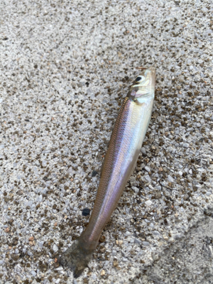 お手軽五目釣り‼︎