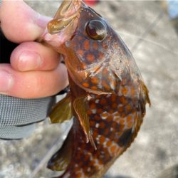 ライトゲーム IN石川県