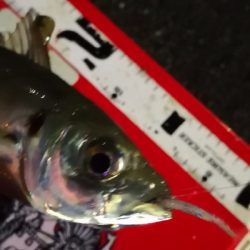 アジング練習 222