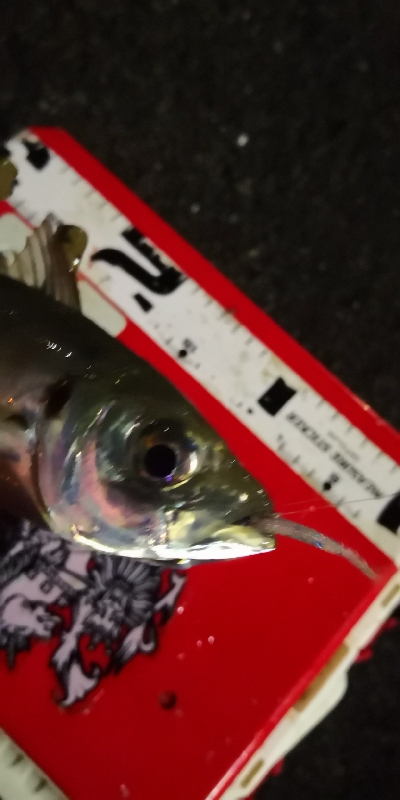 アジング練習 222