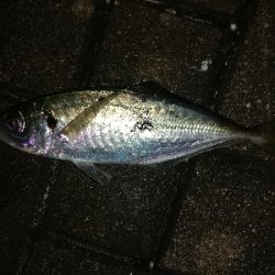 マイポイントでアジング。