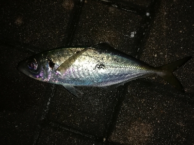 マイポイントでアジング。